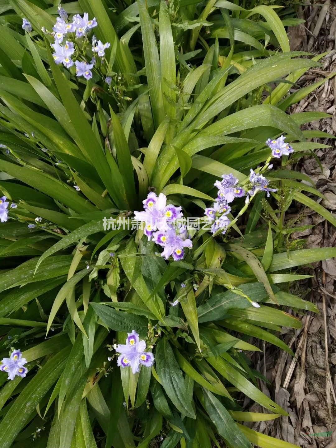 大蘭花鳶尾/小蘭花鳶尾大量出售