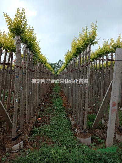 河北金葉榆基地
