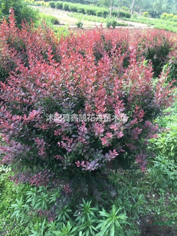 80公分冠幅紅葉小檗球價格