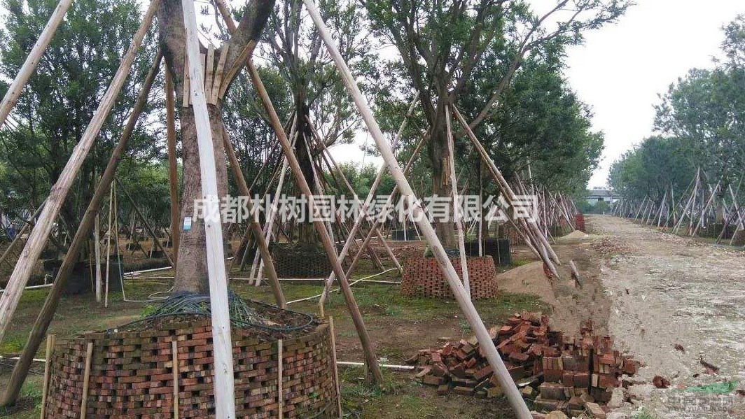 樸樹直徑40公分價格：直徑40公分的樸樹多少錢？