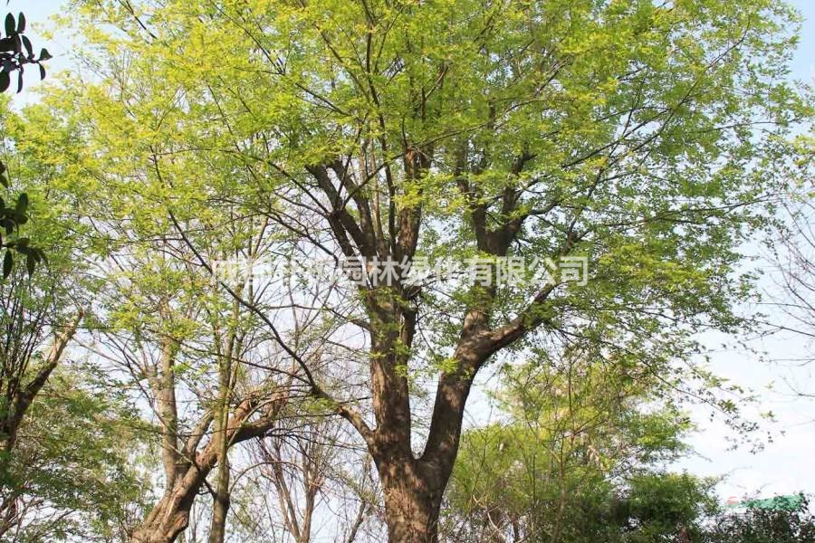 樸樹直徑40公分價格：直徑40公分的樸樹多少錢？