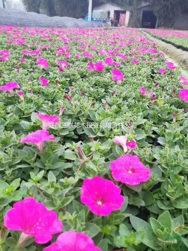 矮牽牛 花期久花量大  易管理  成都