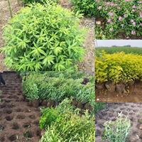 30公分高度繡線菊工程苗價格