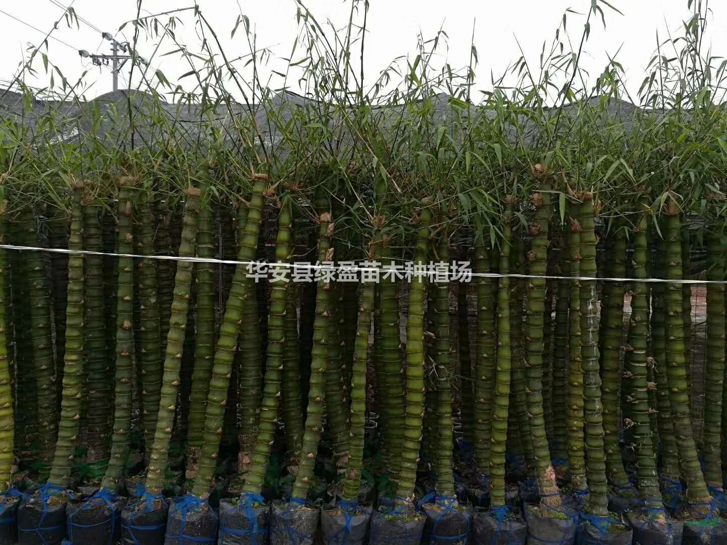 佛肚竹2米左右