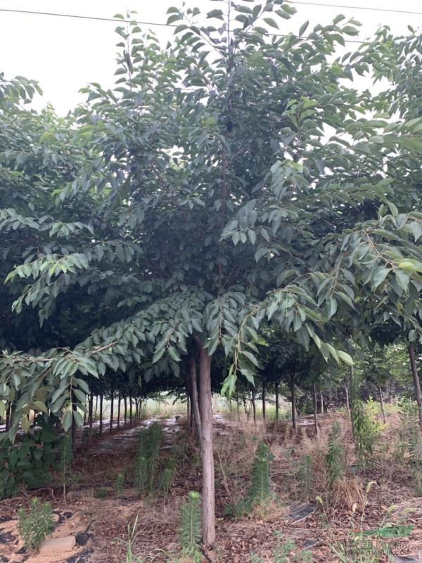 河南洛陽櫻花基地