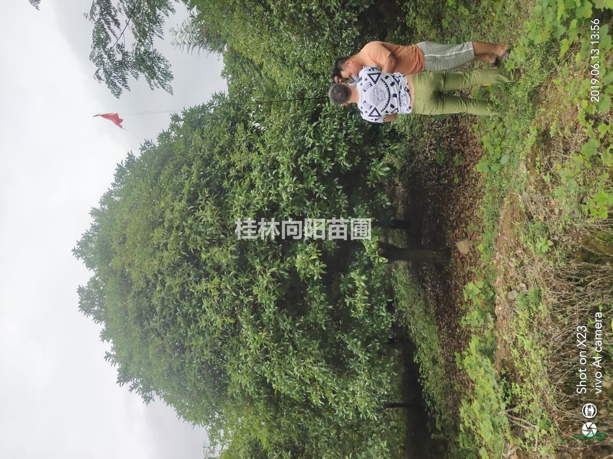 桂花