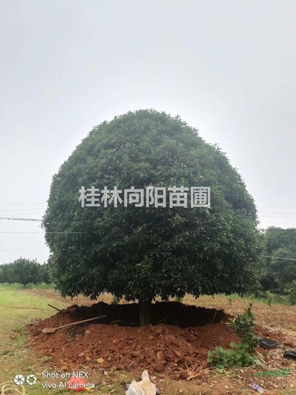 桂花