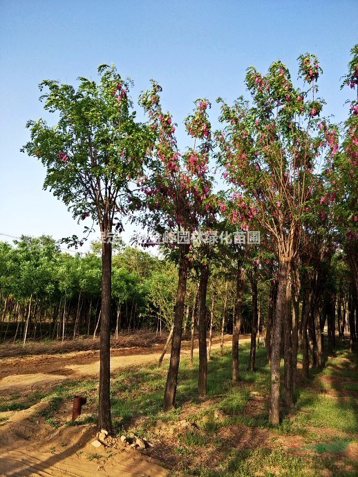 紅花刺槐價(jià)格 河北紅花刺槐基地