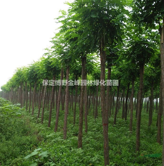 紅花刺槐價(jià)格 河北紅花刺槐基地