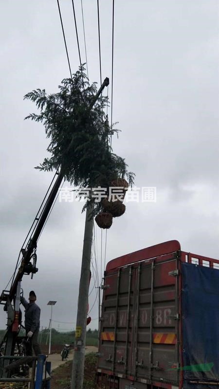 4-6公分雪松價格