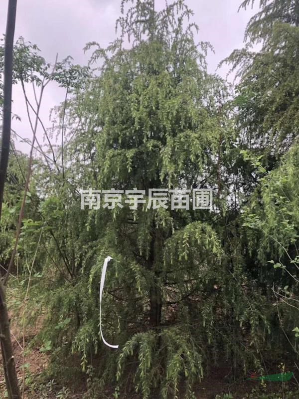 浦口區(qū)九龍村9-10公分雪松價格
