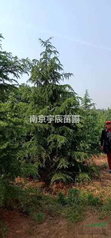 浦口區(qū)九龍村9-10公分雪松價格