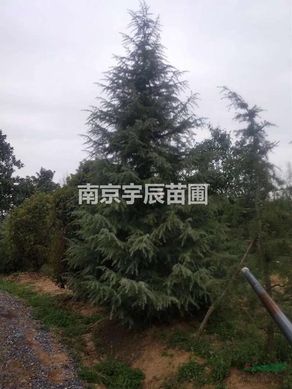 湯泉鎮(zhèn)陳莊村13-14公分雪松價(jià)格