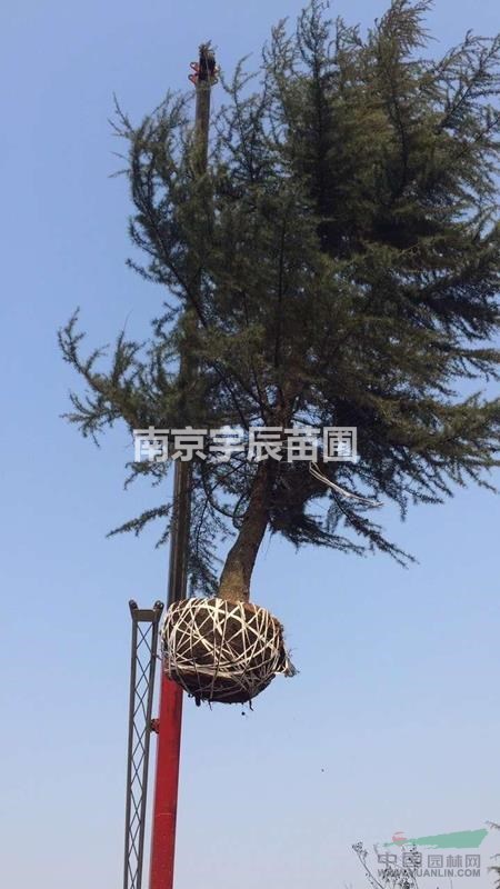 湯泉農(nóng)場19-20公分雪松價(jià)格