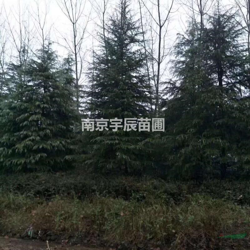 20-30公分雪松價格 浦口區(qū)長哄村
