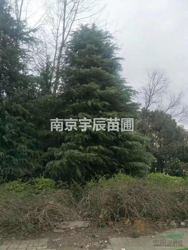 20-30公分雪松價格 浦口區(qū)長哄村