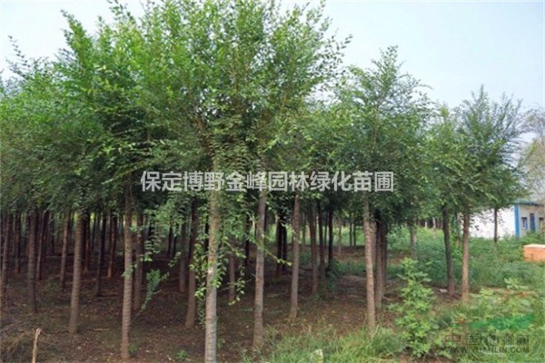 河北榆樹 榆樹價格