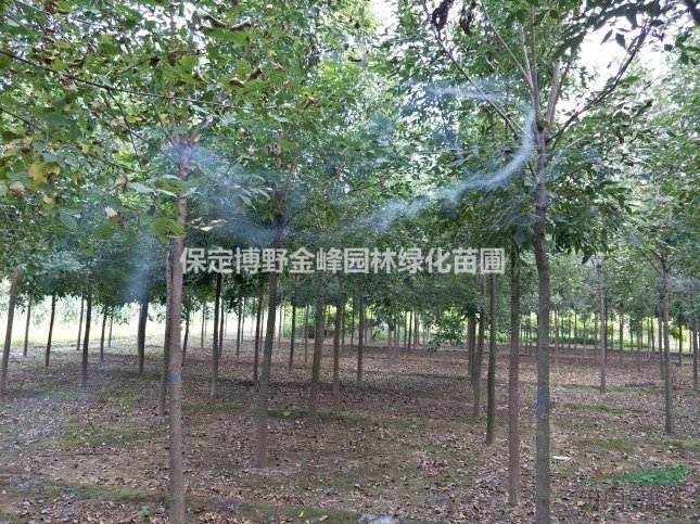 河北榆樹 榆樹價格