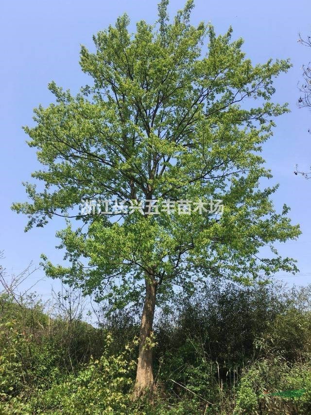 精品三角楓