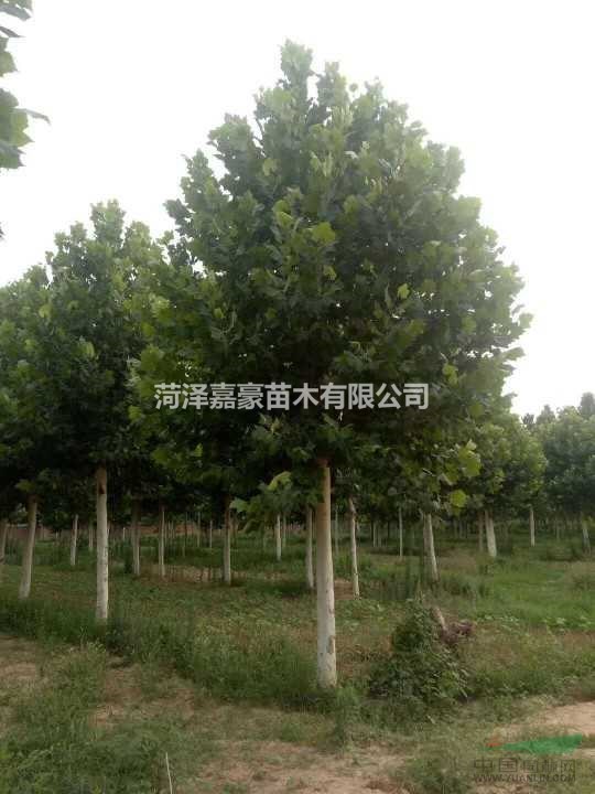 聽聞12公分法國梧桐種植基地