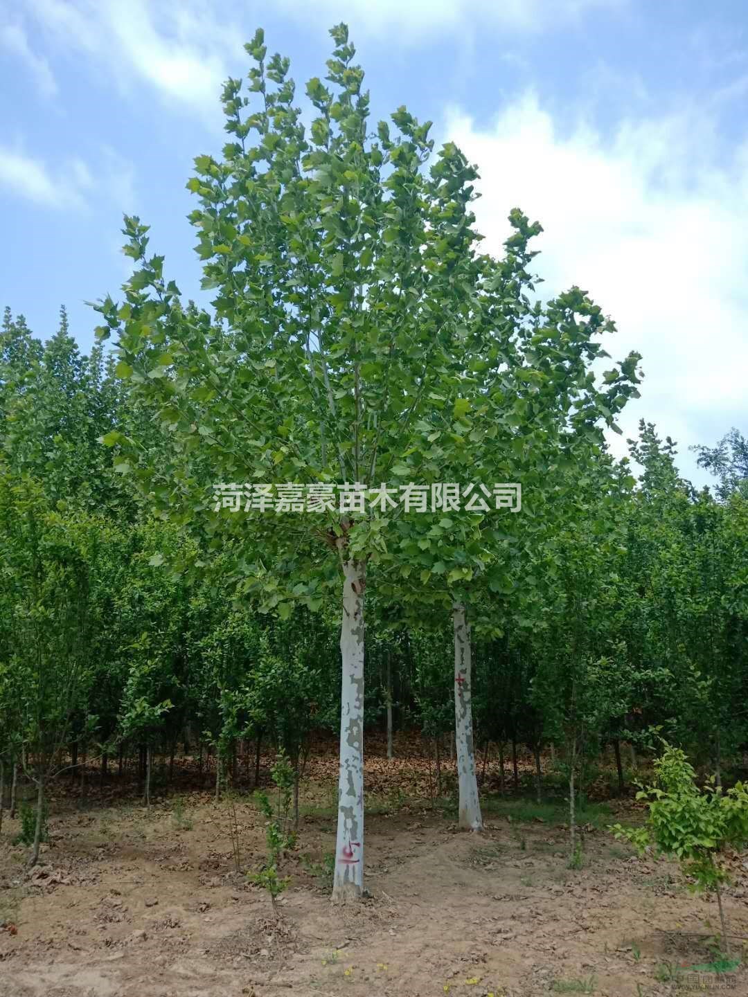 聽聞12公分法國梧桐種植基地