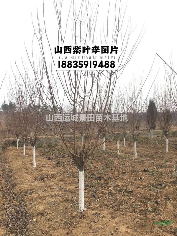 出售5公分紫葉李-6公分紫葉李=8公分紫葉李價格量大