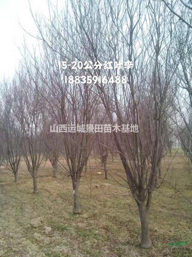 出售5公分紫葉李-6公分紫葉李=8公分紫葉李價格量大