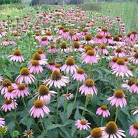 松果菊花海、白晶菊花海、向日葵花海、天人菊花海基地直供