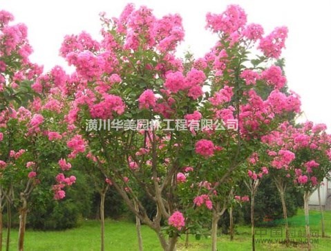 紫薇樹價格，2019紫薇樁苗報價調整更新