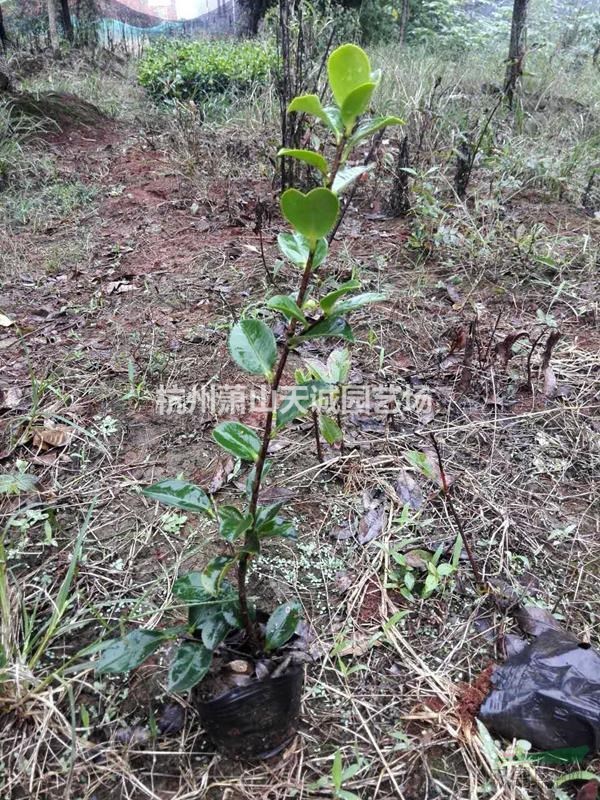 供應茶梅小杯苗、龜甲冬青小杯苗