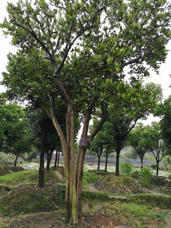 胡柚