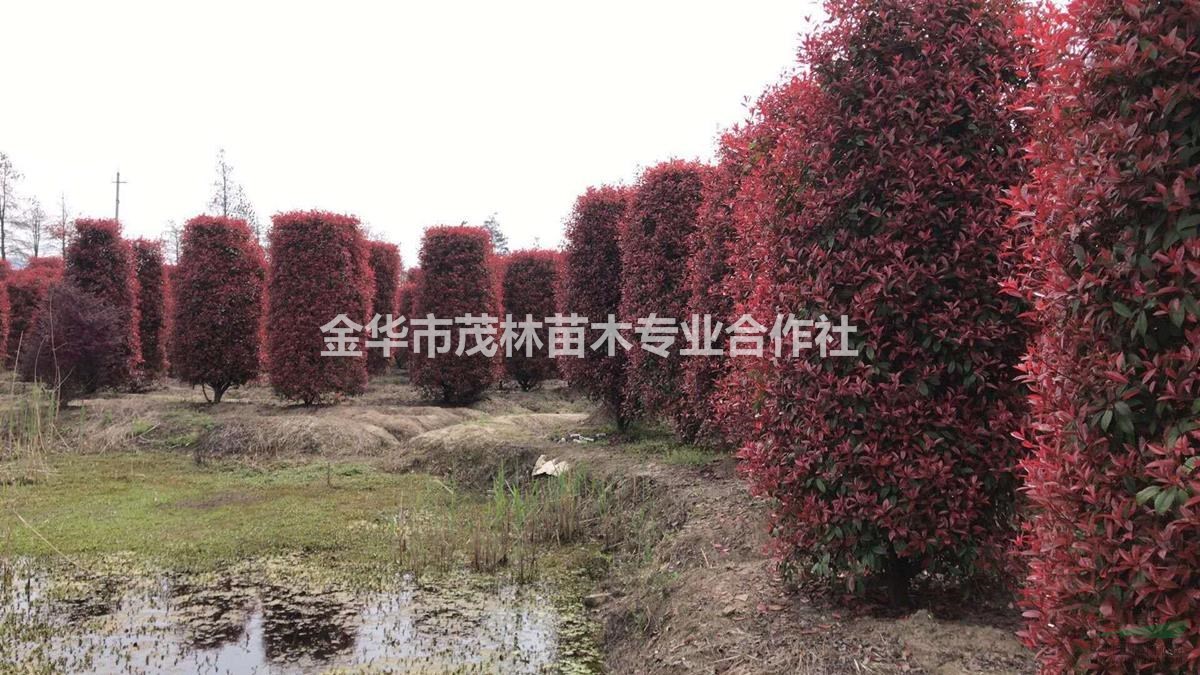 金华茂林大量供应红叶石楠柱3米到5米