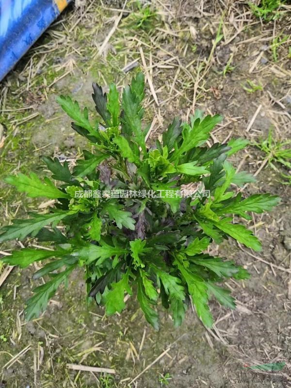 木春菊場地直銷 木春菊批發(fā) 木春菊大量出售 批發(fā)木春菊
