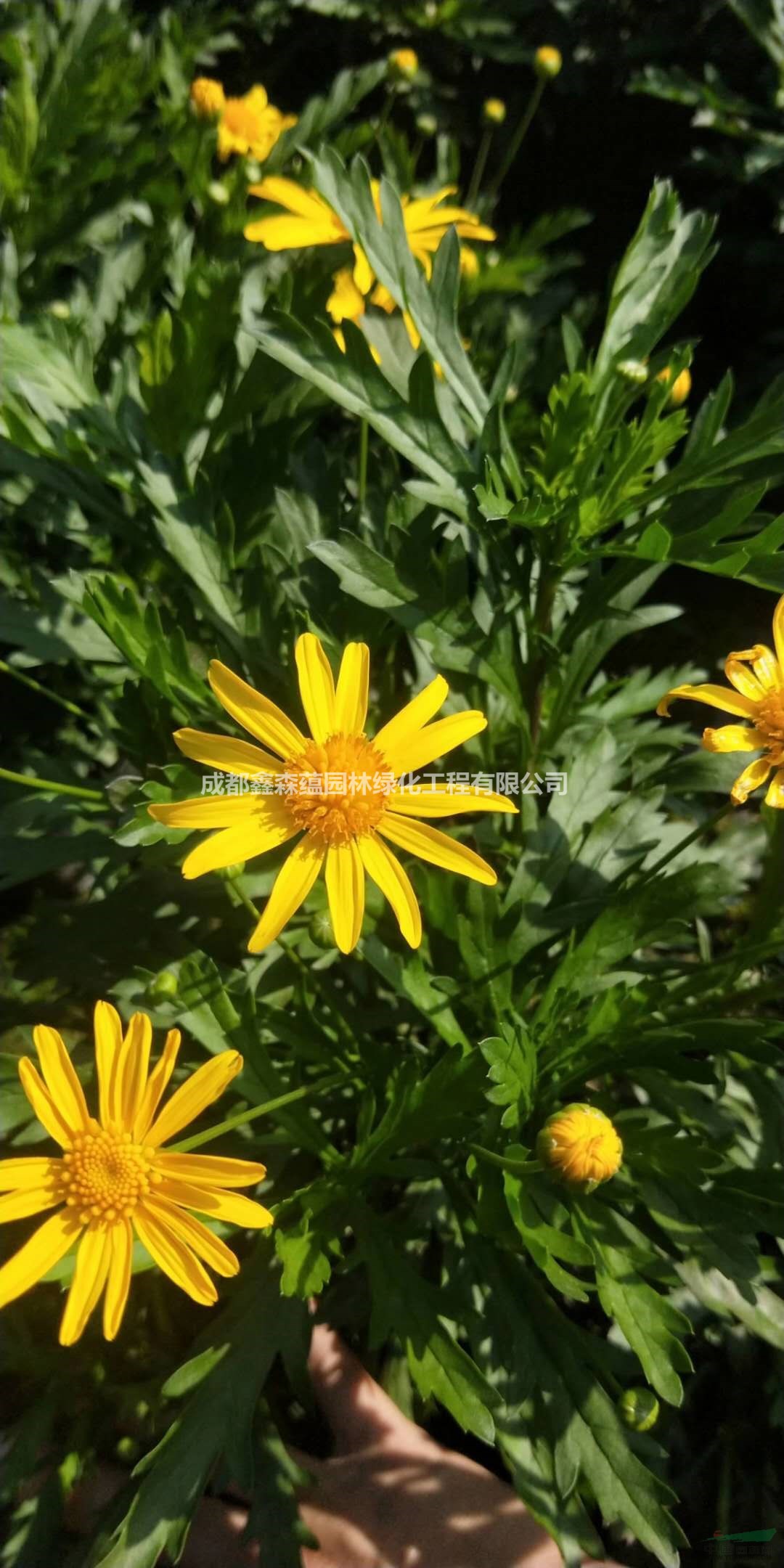 大量出售木春菊工程苗 木春菊基地 成都木春菊價格 批發(fā)木春菊