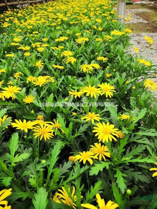 大量出售木春菊工程苗 木春菊基地 成都木春菊價格 批發(fā)木春菊