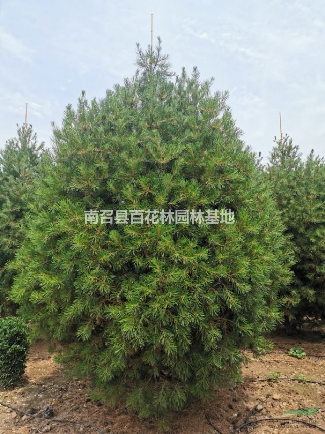 供应5米精品白皮松