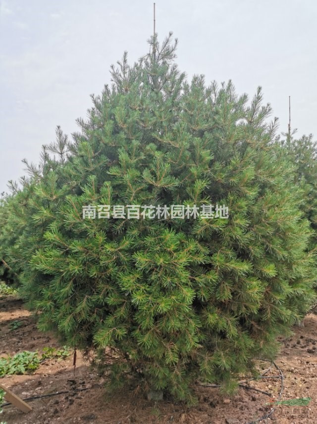 供应5米精品白皮松