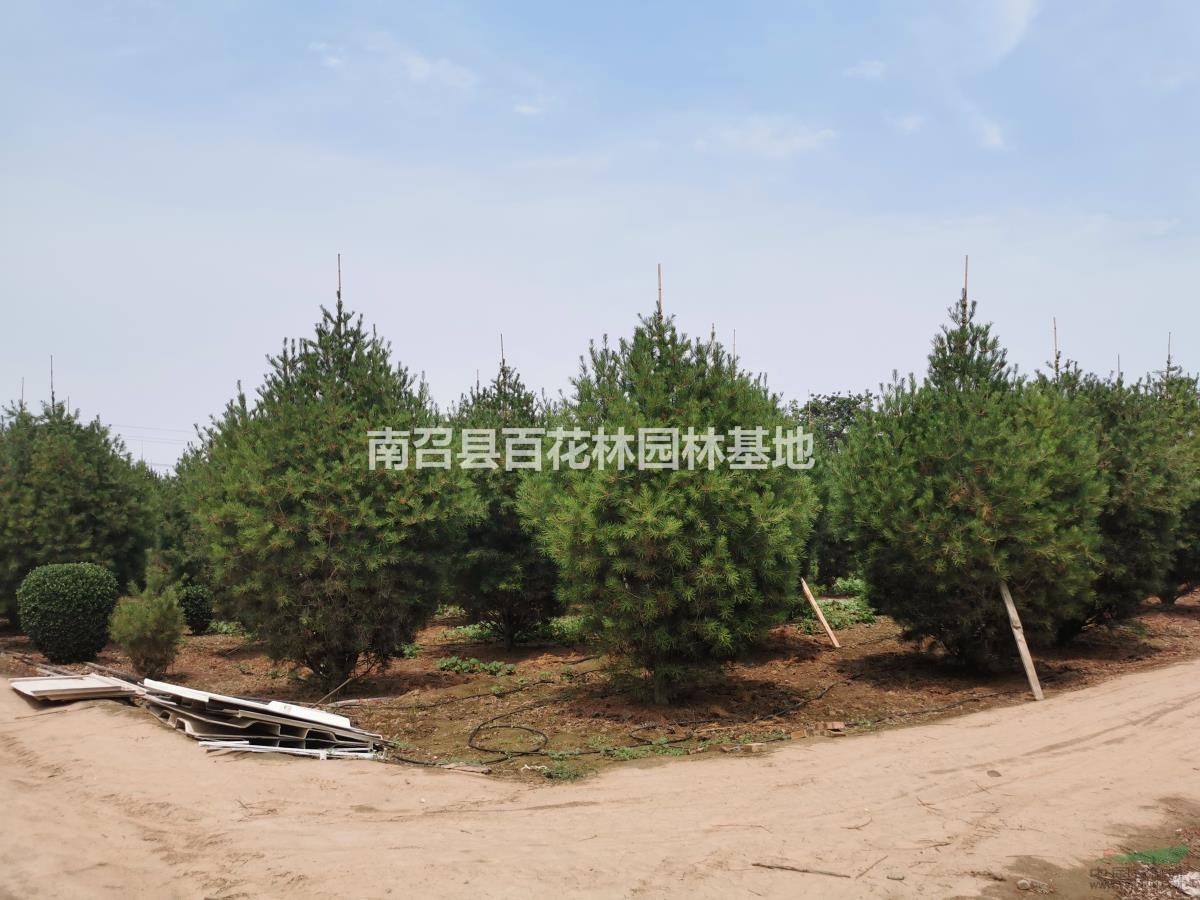 供应5米精品白皮松