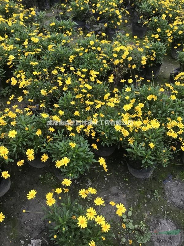 木春菊基地小苗直銷 成都木春菊基地 批發(fā)四川木春菊杯苗