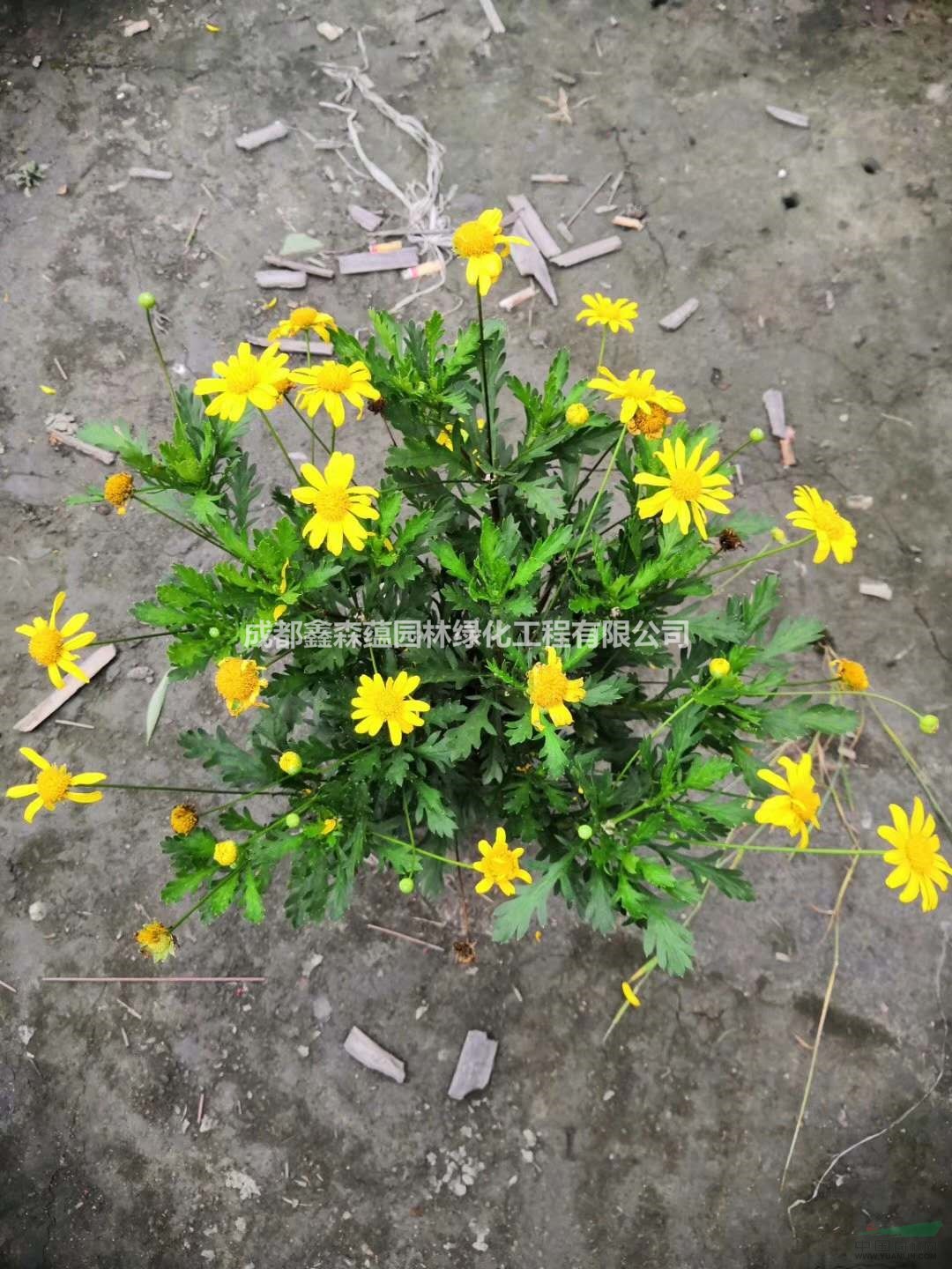 木春菊基地小苗直銷 成都木春菊基地 批發(fā)四川木春菊杯苗