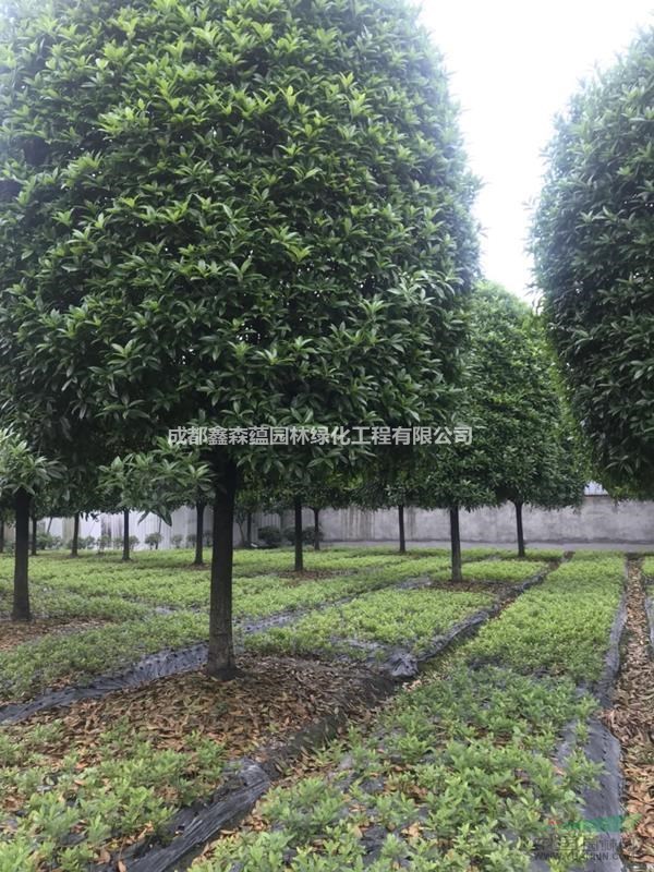 低價處理桂花批發(fā)基地 成都高桿桂花基地 四川高桿桂花批發(fā)