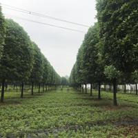 精品桂花基地 精品桂花批發(fā)基地 桂花種植基地 批發(fā)桂花小苗