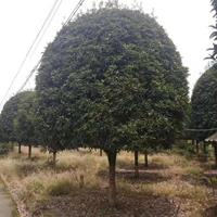 桂花批發(fā)基地 桂花基地 成都高桿桂花基地 桂花批發(fā) 出售桂花