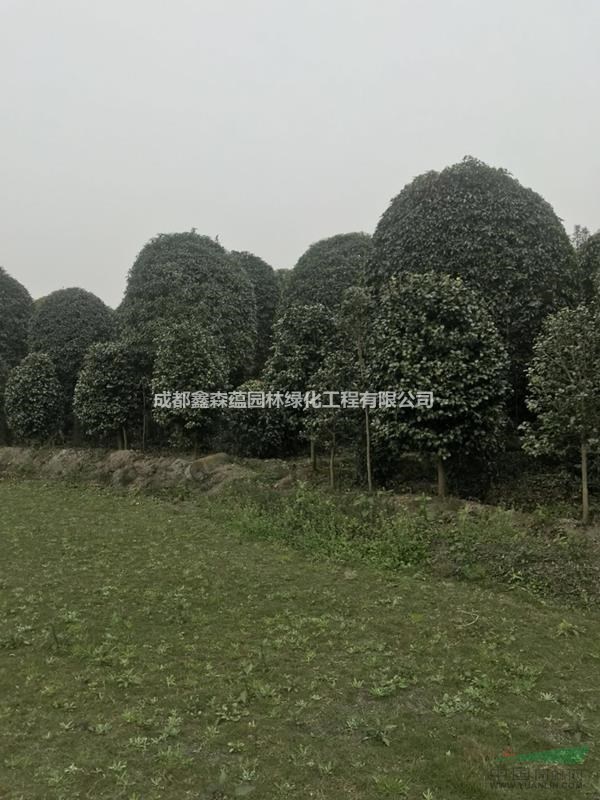 桂花批發(fā)基地 桂花批發(fā) 桂花工程苗 桂花價格 出售桂花價格