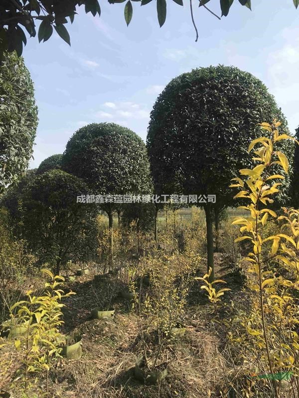 桂花批發(fā)基地 桂花批發(fā) 桂花工程苗 桂花價格 出售桂花價格