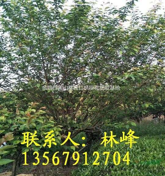 长期供应精品18公分晚樱