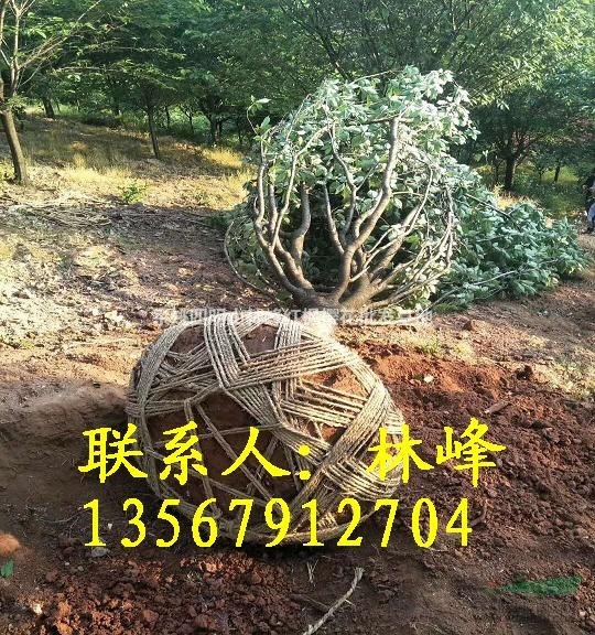 长期供应精品18公分晚樱