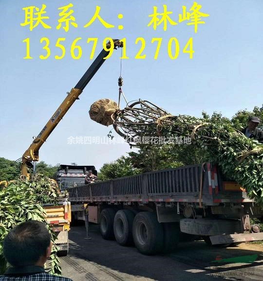 长期供应精品18公分晚樱