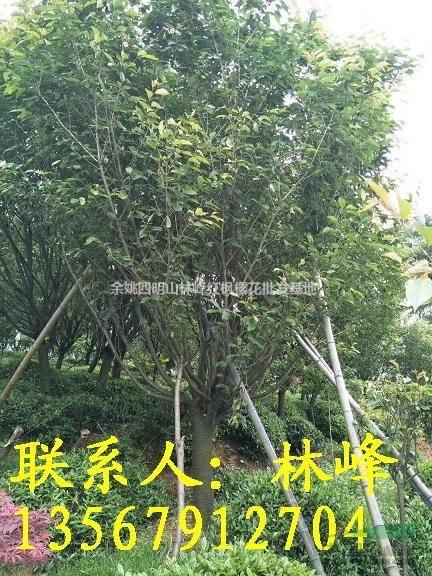 供应17公分日本晚樱