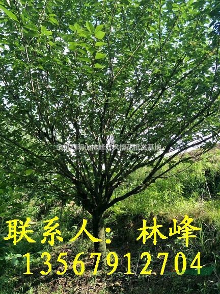 供应17公分日本晚樱